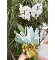 Orquídea Phalaenopsis Branca
